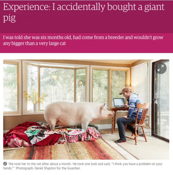 1. Guy accidentally gets a giant pig but keeps it anyway.