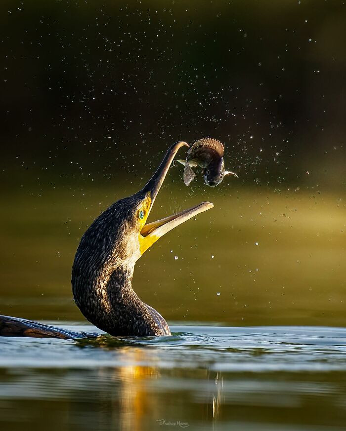 Great Cormorant