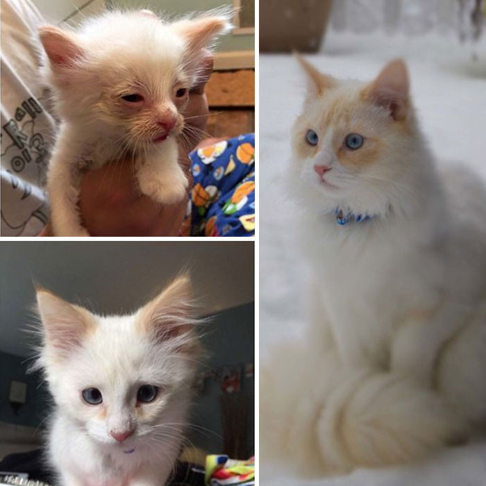“We’re Just Going To Foster Him,” - My Mother, In May Of 2015"