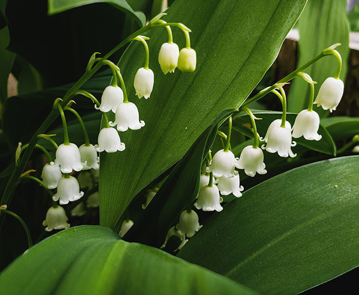 La fête du muguet, also known as the lily-of-the-valley festival, is observed in France on May 1. On this day, people give bouquets of flowers to loved ones to wish them good health and happiness.