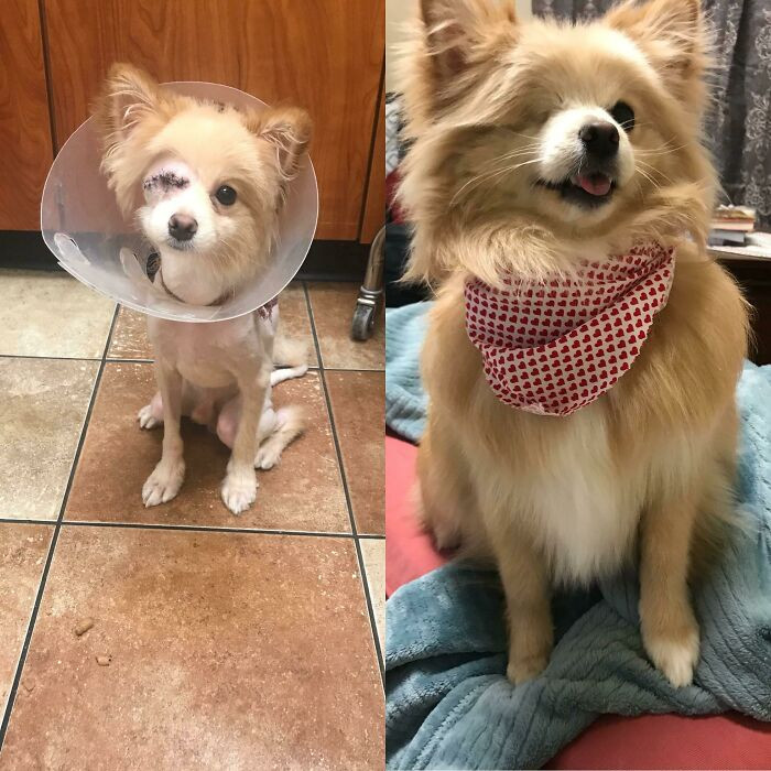 "6 Months After Being Rescued From A Horrible Home, Meet Maverick"
