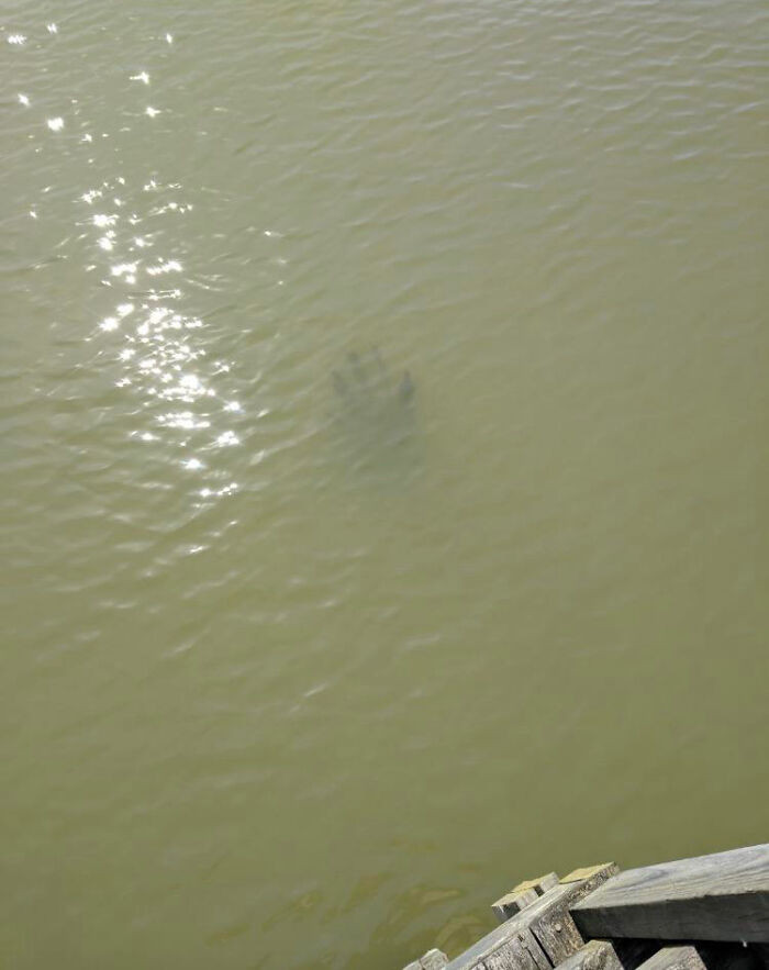 19. Old Pier Piece That Looks Just Like A Hand. It Is Larger Than It Looks