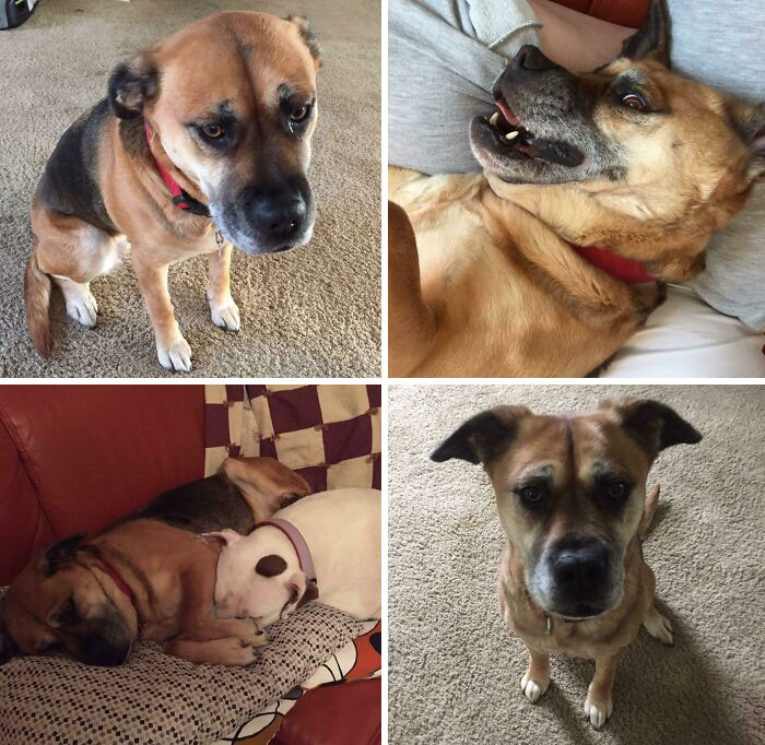 "Ellie Was My Horrible Ex Boyfriends Dog"