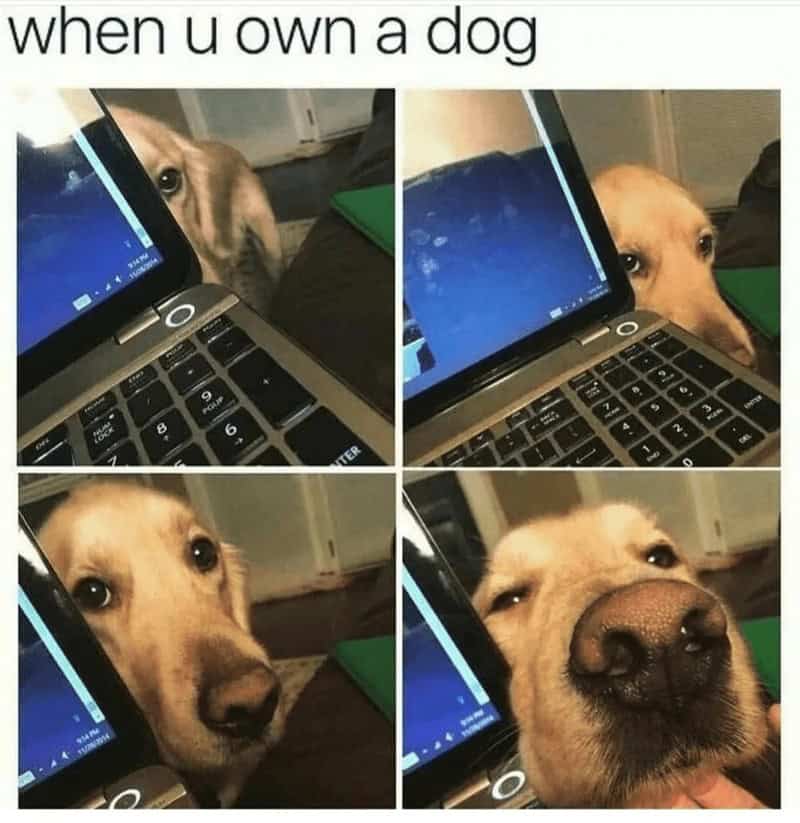 4. “Privacy? Never heard of it. I’m your furry shadow now.”