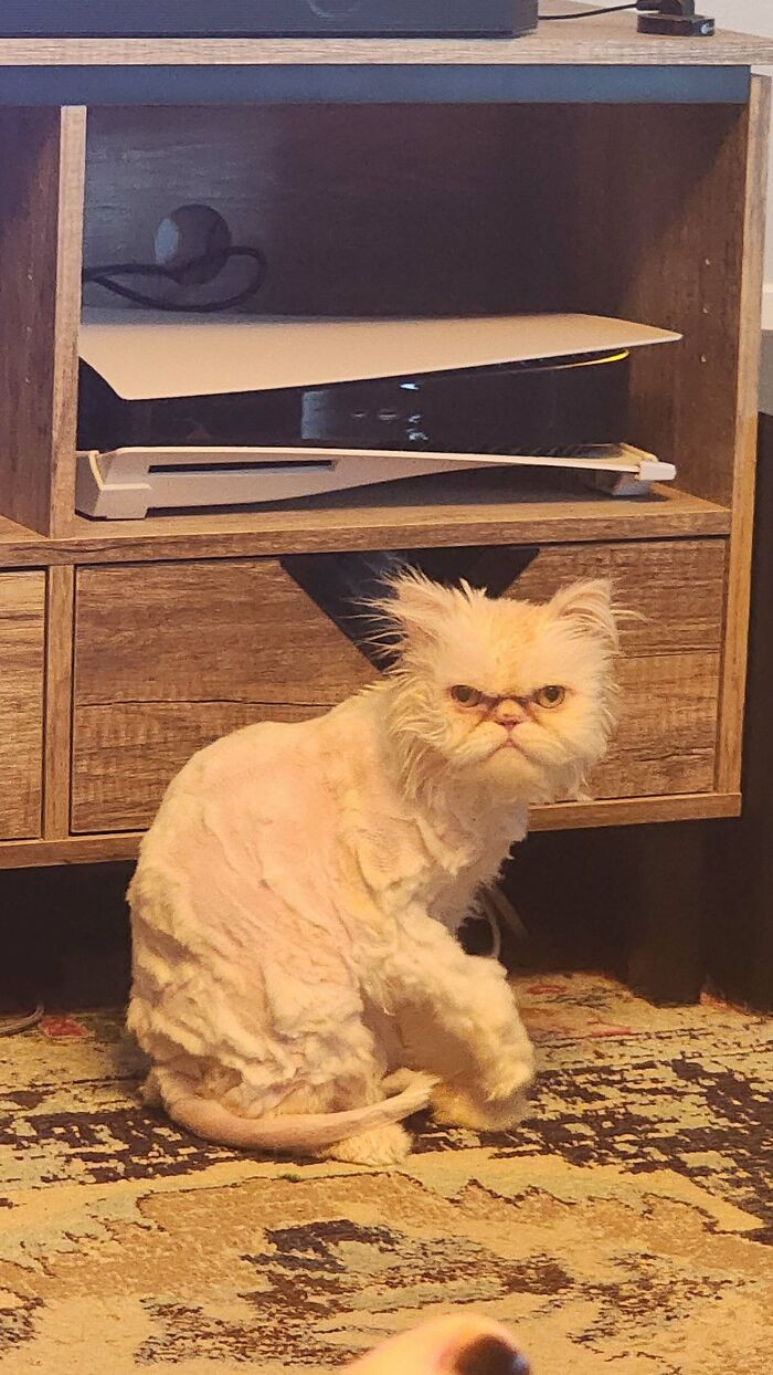 "This Is Coco. He Was Banned From Three Groomers For Aggression. He Is Now Under House Arrest (I Have To Shave Him Myself)"