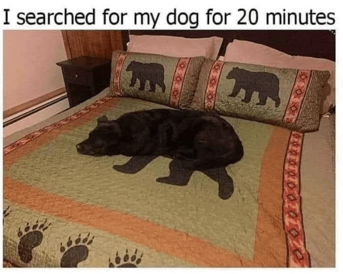 30. 10/10 Cosplay of a black bear.