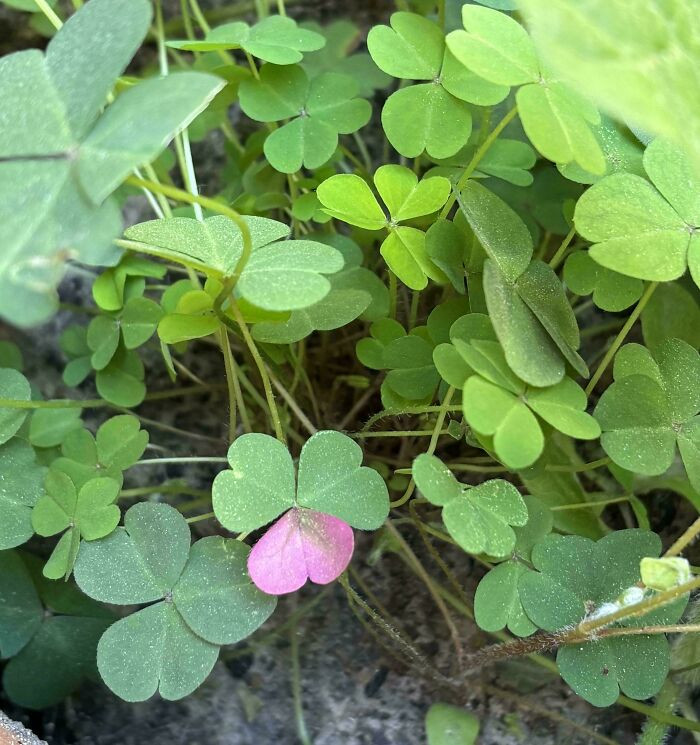 "You Ever Seen Something Like This?"