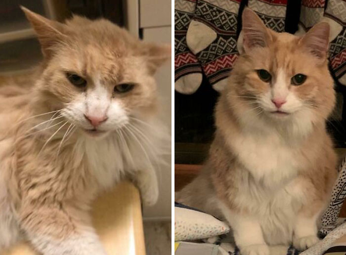 "2 Years Ago Today I Walked Into A Petsmart And Met A Cat Named Sonny Who No One Would Adopt"