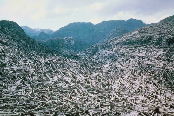 "Aerial View Of Timber Blowdown, Destroyed By The May 18 Eruption Of Mount St. Helens, In Skamania County, Washington, On June 8, 1980"