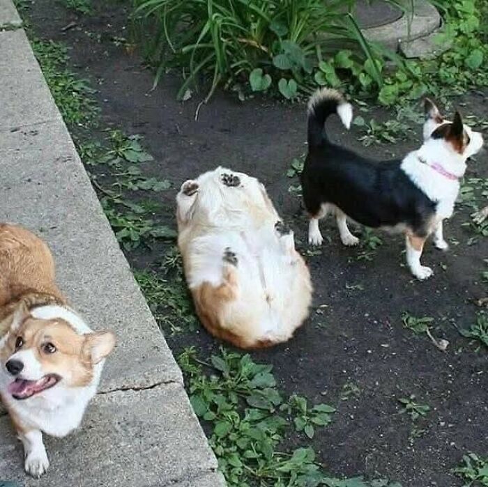 3. Two friends, one beached potato