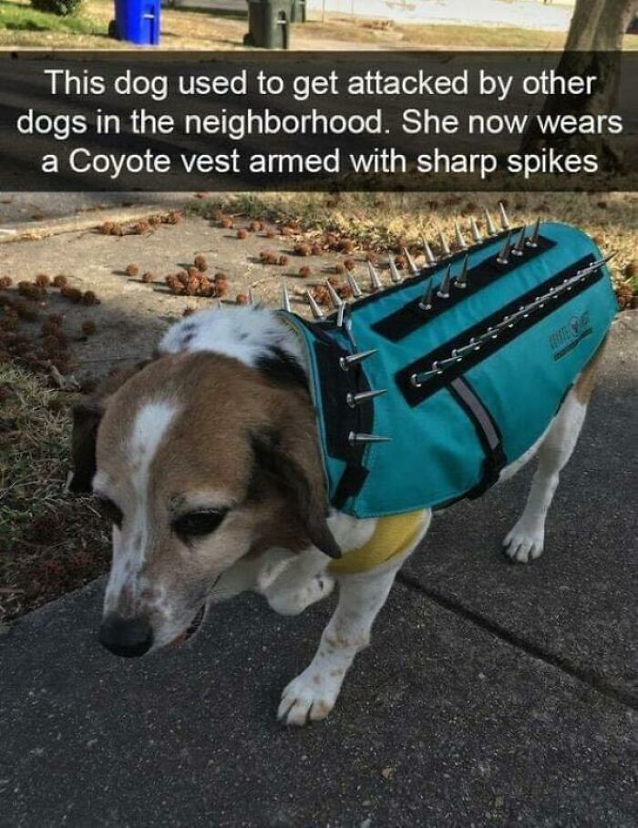 1. Battle Dog - +50 Armor Value, Applies 15 Bleed/Second When Attacked, +20 Intimidation, +10 Style