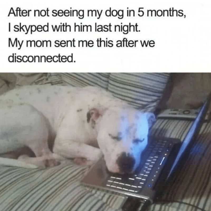 10. Long-distance relationships are tough, but this adorable fella found the perfect solution.