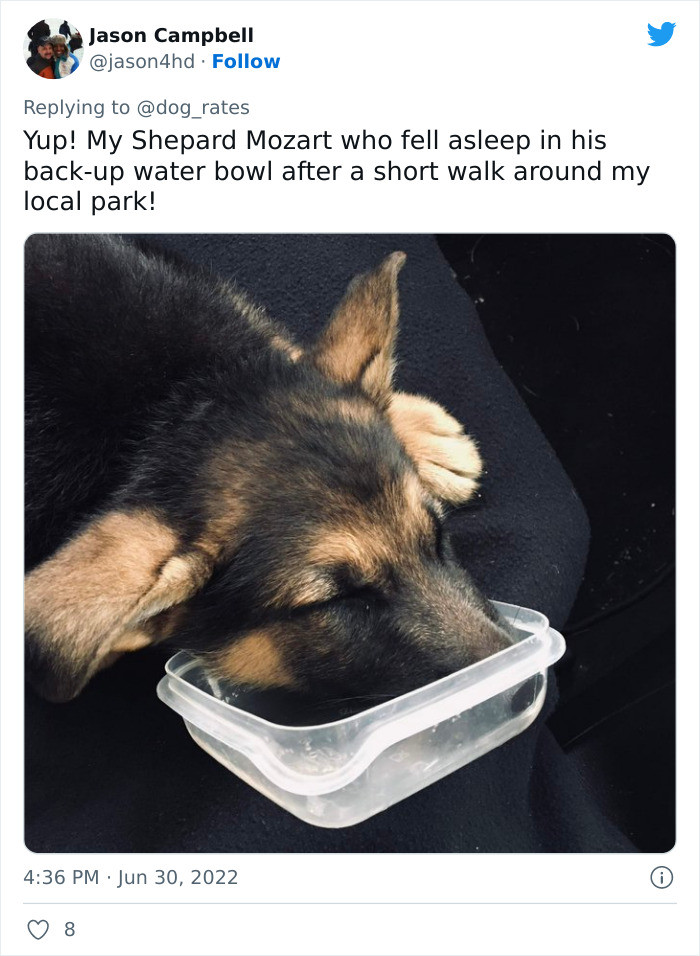 My shepherd Mozart...