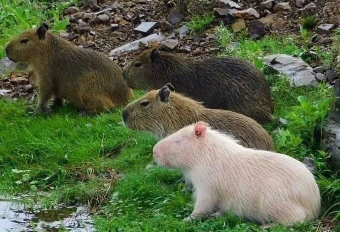"Shiny Capybara Shiny Capybara"