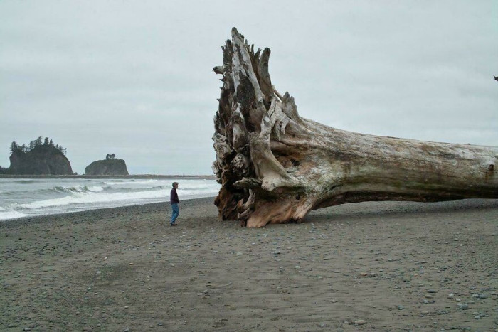 "The Giant Western Red Cedar Trees That Washed Up on La Push Beach in Washington and How Vast and Terrifying the Ocean Truly Is"