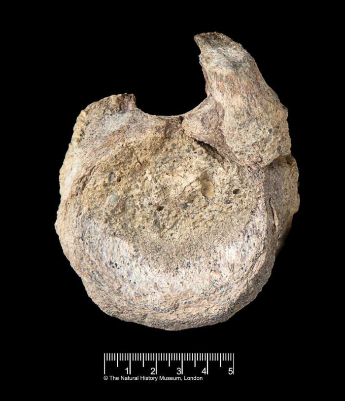 Fossilized Tail Bone Reveals Animal’s Unlikely Journey From Coast to Ocean Floor
