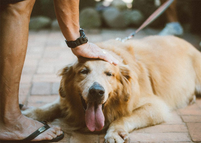 10. “I had just found out my dog had a tumor and he needed surgery to remove it.”