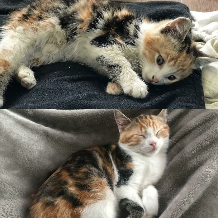 "Found This Little Lady Crying In A Parking Lot With Fleas And A Badly Broken Leg. Here She Is 3 Months And 2 Surgeries Later"