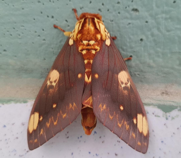 20. We can't decide if this moth is beautiful or scary. Can it be both at the same time? One thing is certain—it is mesmerizing.