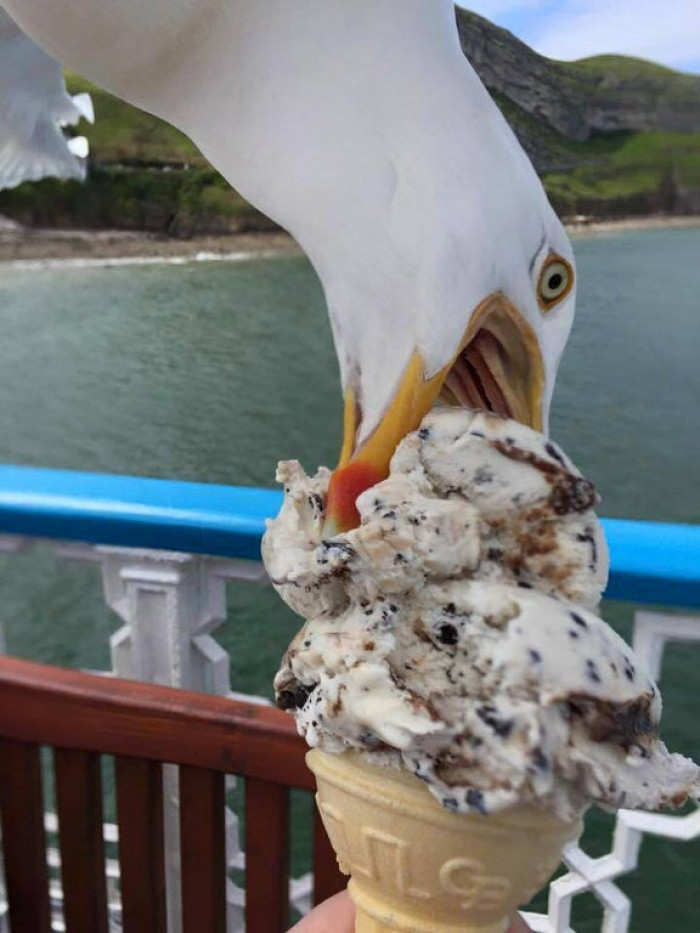 51. Tried to take a photo of my ice cream. A greedy seagull photobombed it!