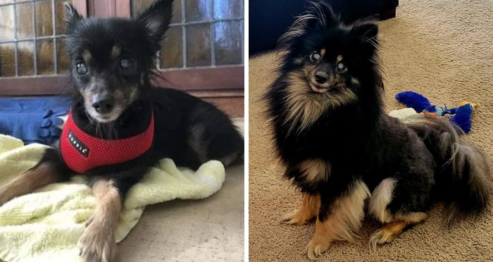 "In October, I Adopted A 15-Year-Old, Blind Dog Named Pearl"