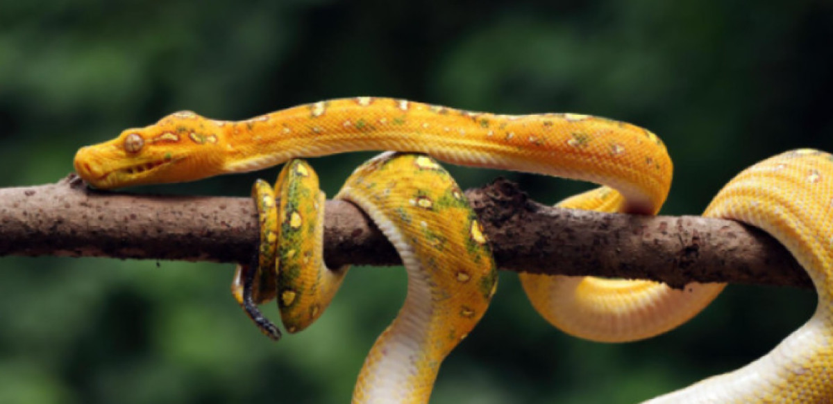 Snake Island in Brazil: Why Ilha da Queimada Grande Is Closed to the Public