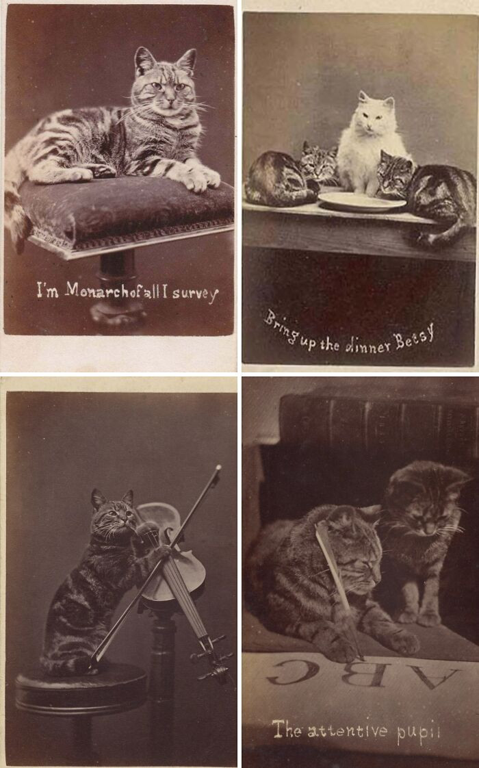 "Photographs Of Cats With Silly Descriptions, Taken By Henry Pointer, Part Of A Series Of Around 200 Cat Photos From The 1870s-1880s, Known As The Brighton Cats ✨"