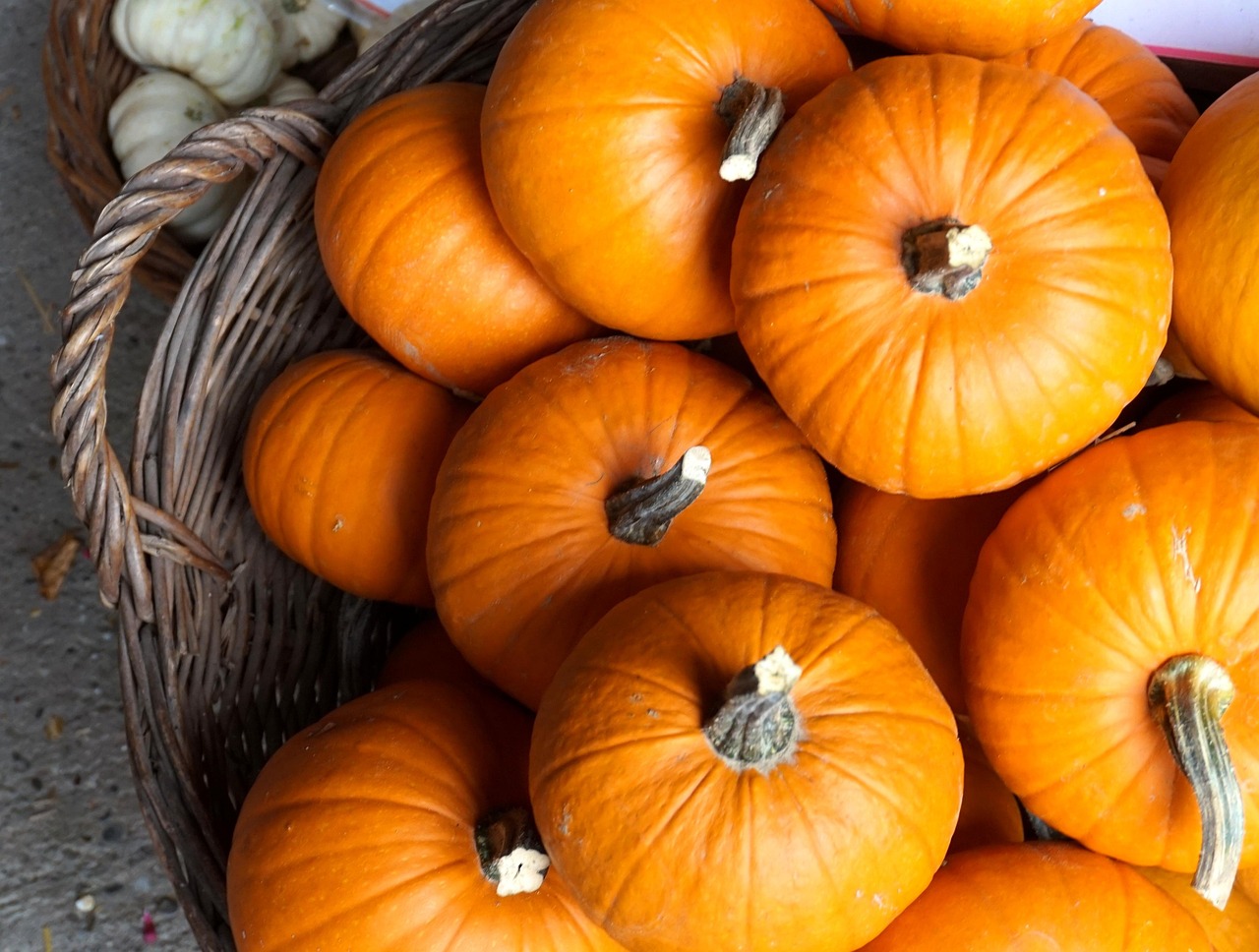 Pumpkins left outside can harm wildlife and spread toxins, experts warn.