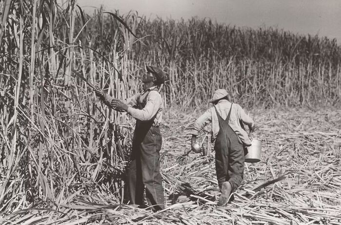 Sugarcane Cutter And Waterboy In Field Near New Iberia, Louisiana, 1938