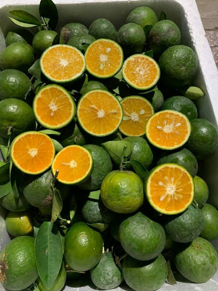 "Oranges In Tropical Regions Have Green Skin Instead Of Orange"