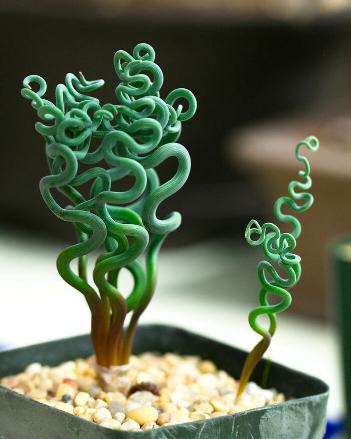 "Trachyandra Looks Like It Comes From Another Planet"
