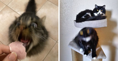 These Laughable Blurry Photos Describe 35 Situations of Cats Being Too Fast for the Camera