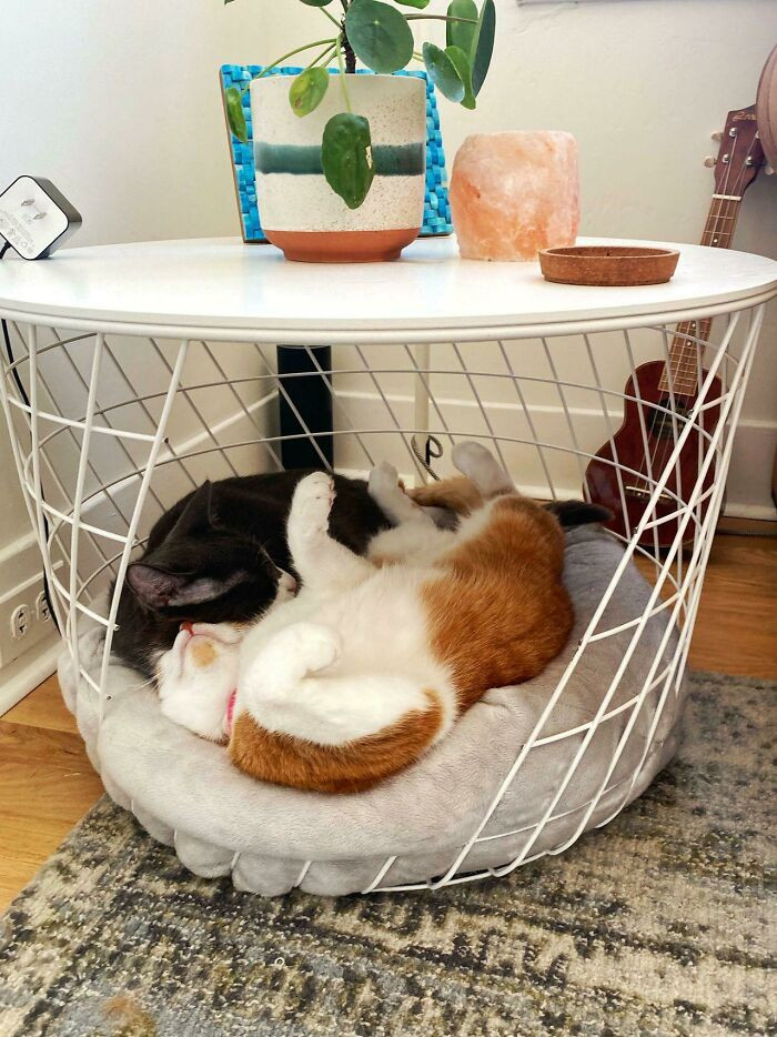 2. A cute pet crate for dogs (and cats) made from a Kvistbro table