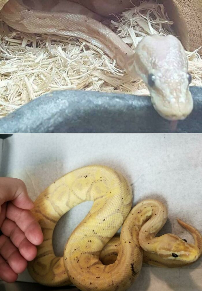 "Before And After 6 Months Of Love. His Cold Body Just Needed A Warm Home"