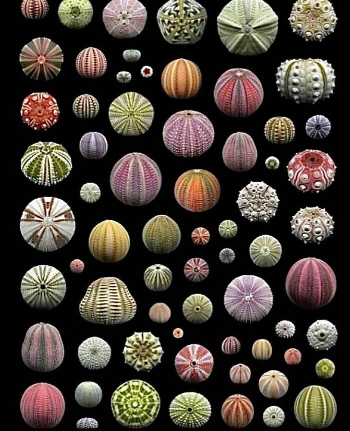 17. There are 950 species of sea urchins that dwell in a diverse array of depth zones spanning various climates across the globe's oceans.