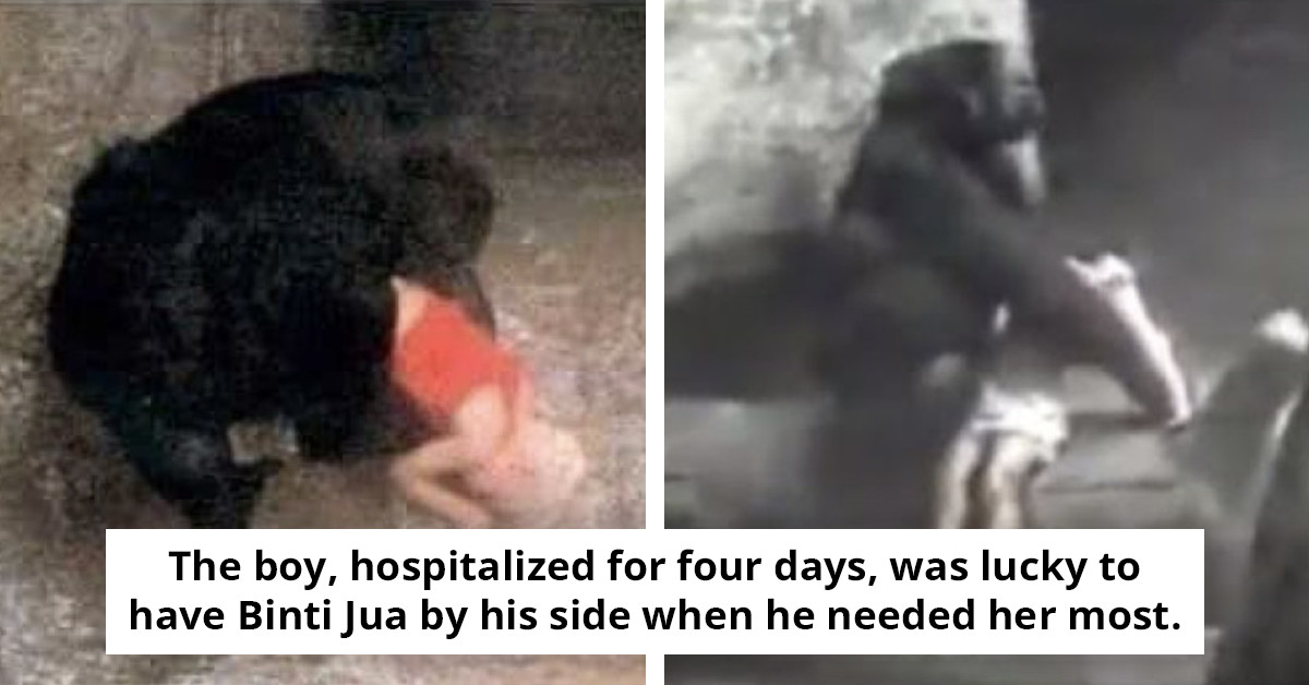 The Heartwarming Tale of Binti Jua: The Gorilla Who Saved a Child in 1996