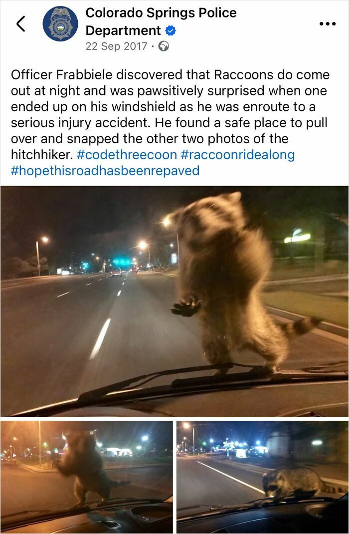 "Funny Encounter With A Raccoon"