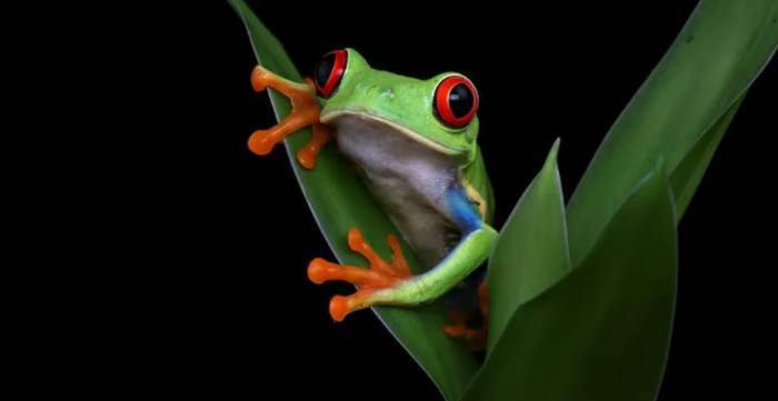 Things About Frogs That Sound Invented