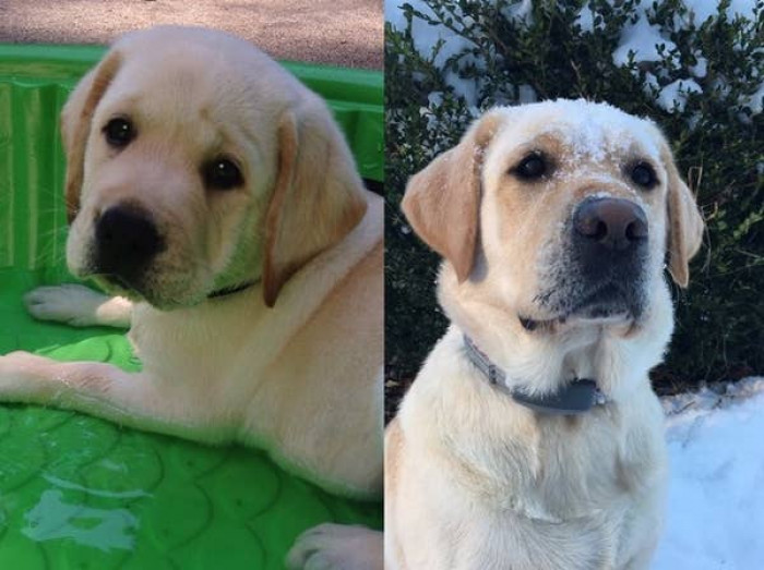 19. Once a smol pupper, this heckin' good doggo appears to fancy a little snow every now and then.