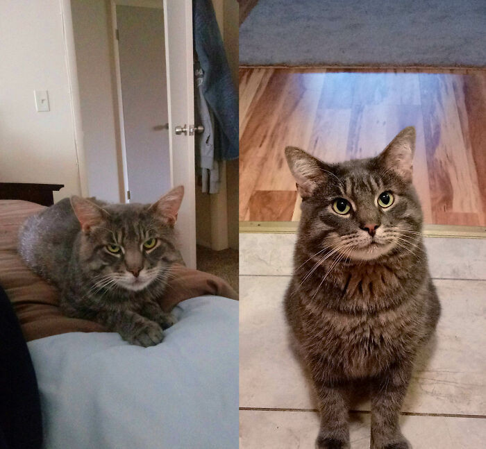 "Before And After Cat Adoption, Fed Him For 4 Months Outside Then Captured Him. Most Likely Left Behind In My Apartment Complex By Previous Owners. He's Awesome"