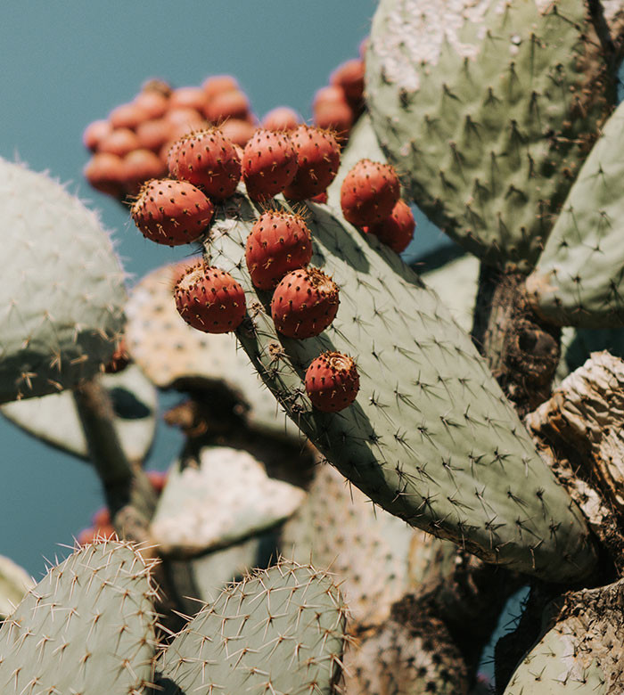 A cactus plant’s stored water should not be consumed. While cacti can hold large amounts of water, they are not suitable for human consumption. Although it is not poisonous, the acids and alkaloids present can harm human kidneys.