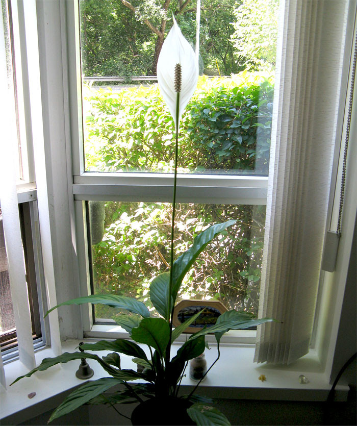He had a favorite peace lily, and it made himself feel good knowing that he was the one taking care of it.