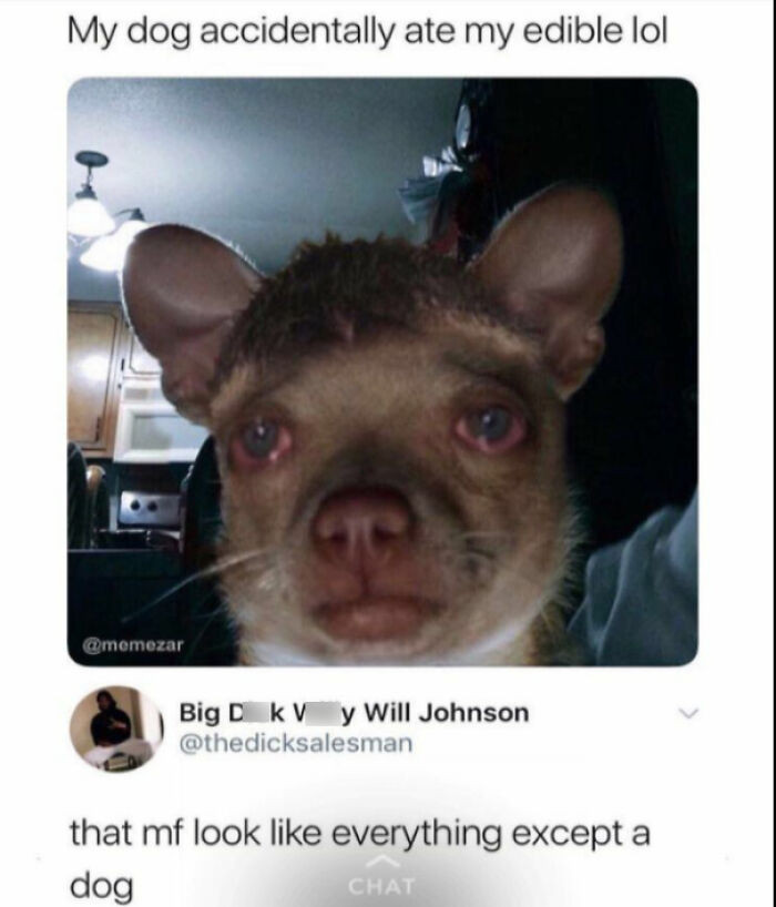 32. When Your Dog's Snack Takes Him to Another Dimension!