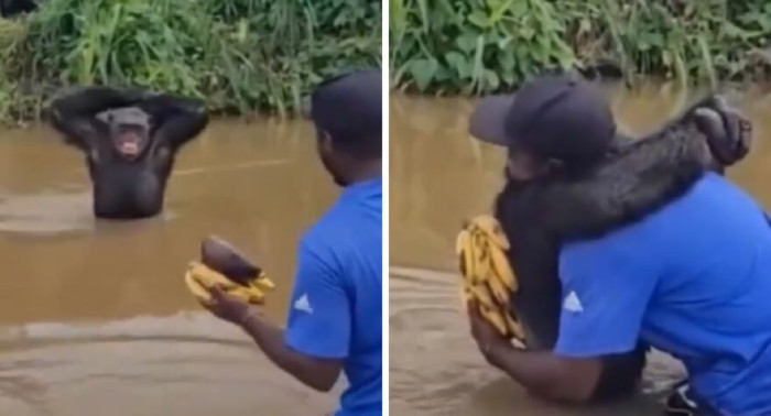 "The Way This Chimp First Hugged His Caretaker Instead of Taking Food and Smiled Shows a High Level of Intelligence and Empathy This Non-Human Being Has"