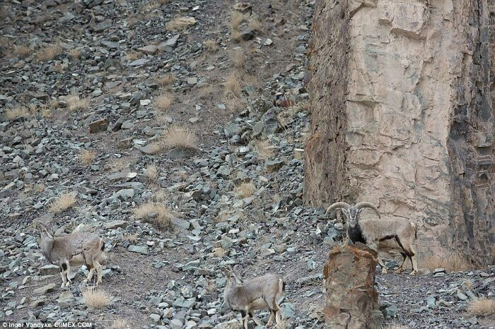 37. Snow Leopard Stalking A Herd Of Bharal