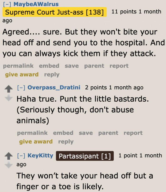 A discussion on the viciousness of chihuahuas.