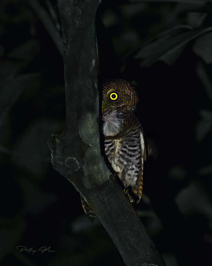 Jungle Owlet