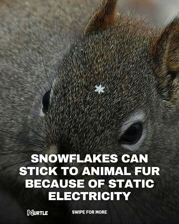 Why Snow Sticks to Fur