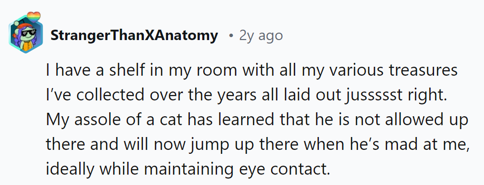 Cat: the master of passive-aggressive interior design critiques.