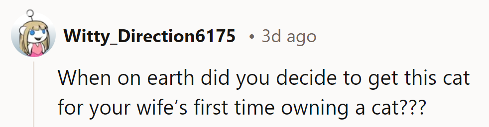 When did the cat become a surprise feature in her first-time cat-owner experience?